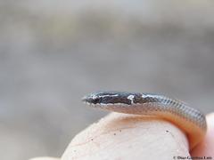 Coniophanes meridanus