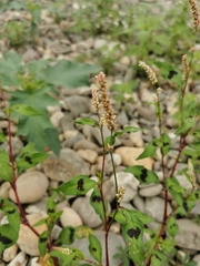 Persicaria maculosa