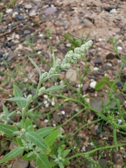 Chenopodium album
