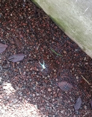 Leucauge argyrobapta