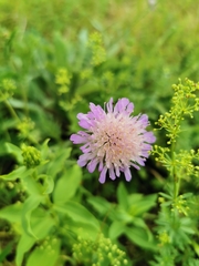 Knautia arvensis