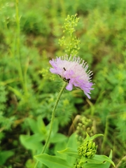 Knautia arvensis