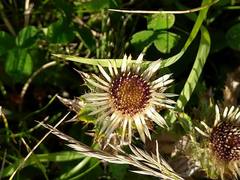 Carlina acaulis