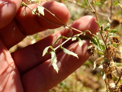 Grindelia pulchella