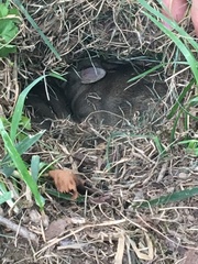 Sylvilagus floridanus
