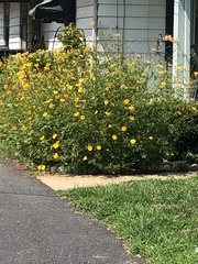 Cosmos sulphureus
