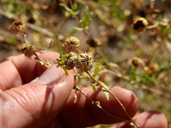 Grindelia pulchella