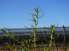 Senecio subulatus erectus