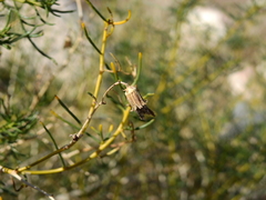Senecio subulatus erectus