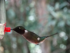 Calliphlox amethystina
