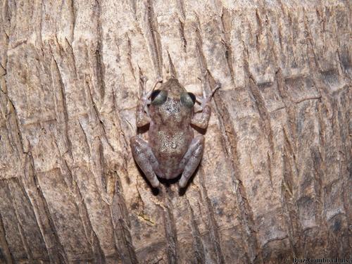 Yucatan rainfrog