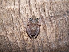 Craugastor yucatanensis