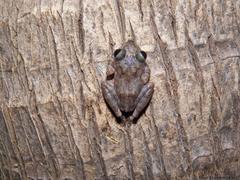 Craugastor yucatanensis