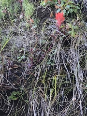 Castilleja miniata dixonii