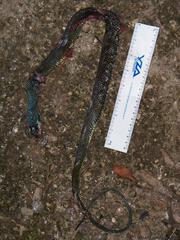 Drymobius margaritiferus margaritiferus