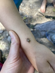 Calligrapha multipunctata