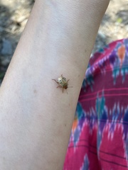 Calligrapha multipunctata