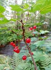 Ribes rubrum