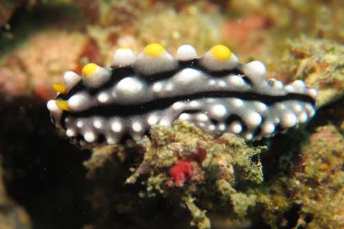 Phyllidia elegans