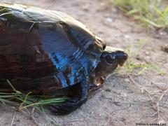 Kinosternon creaseri