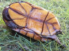 Kinosternon creaseri