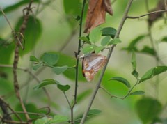 Doxocopa