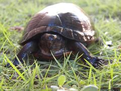 Kinosternon creaseri