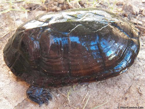 Creaser's Mud Turtle