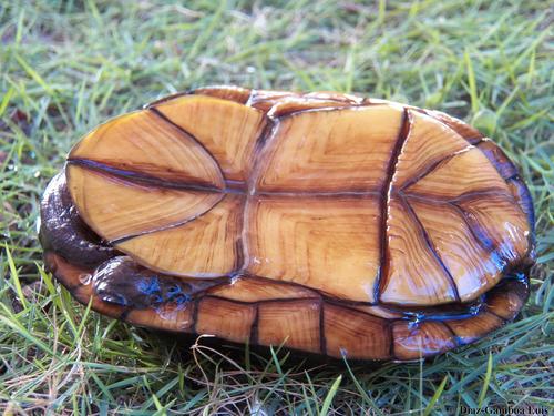 Creaser's Mud Turtle