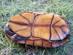 Kinosternon creaseri