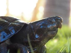 Kinosternon creaseri