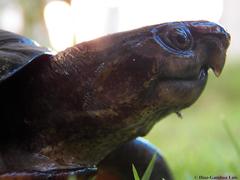 Kinosternon creaseri