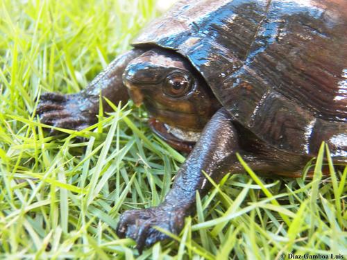Creaser's Mud Turtle