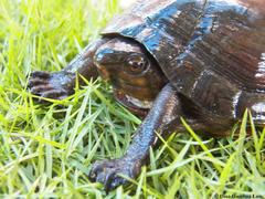 Kinosternon creaseri