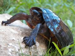 Kinosternon creaseri