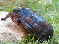 Kinosternon creaseri