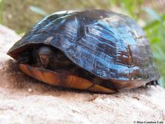 Kinosternon creaseri