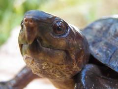 Kinosternon creaseri