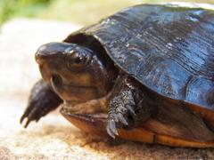 Kinosternon creaseri