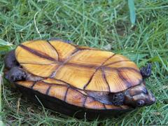 Kinosternon creaseri