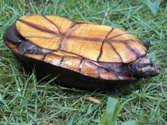 Kinosternon creaseri