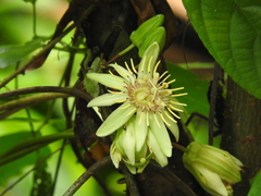 Passiflora rovirosae