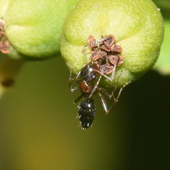 Camponotus hyatti