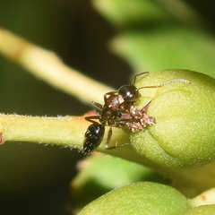 Camponotus hyatti