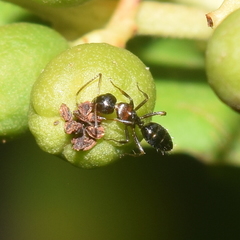 Camponotus hyatti