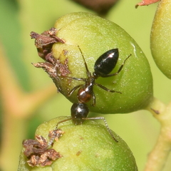 Camponotus hyatti