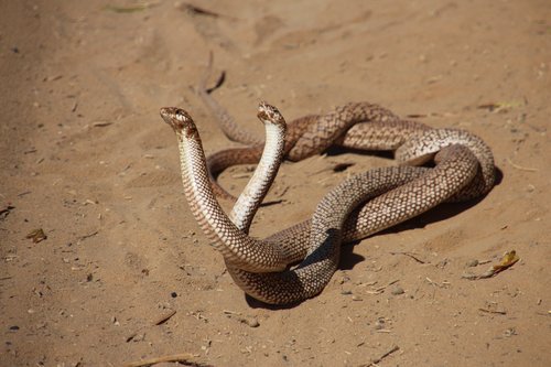 Reticulated Hognose Snake