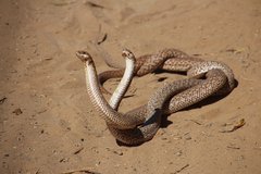 Leioheterodon geayi