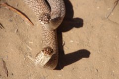 Leioheterodon geayi
