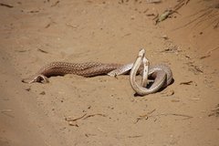Leioheterodon geayi